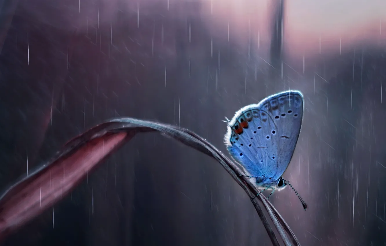 Фото обои капли, природа, дождь, Бабочка