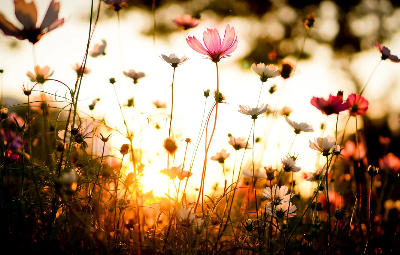Фото обои трава, закат, Цветок, flower