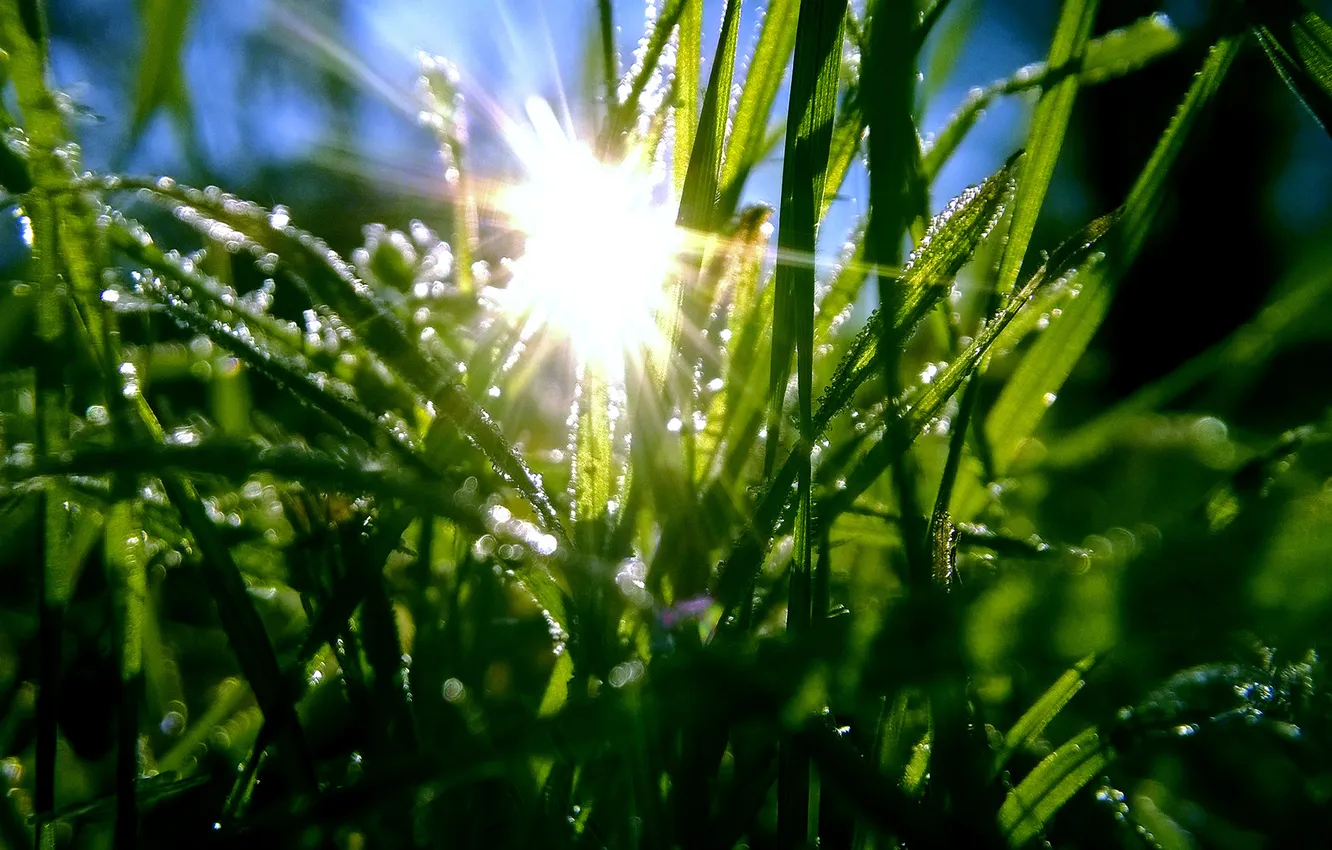 Фото обои трава, солнце, капли, green, grass, dew, frost, hoarfrost