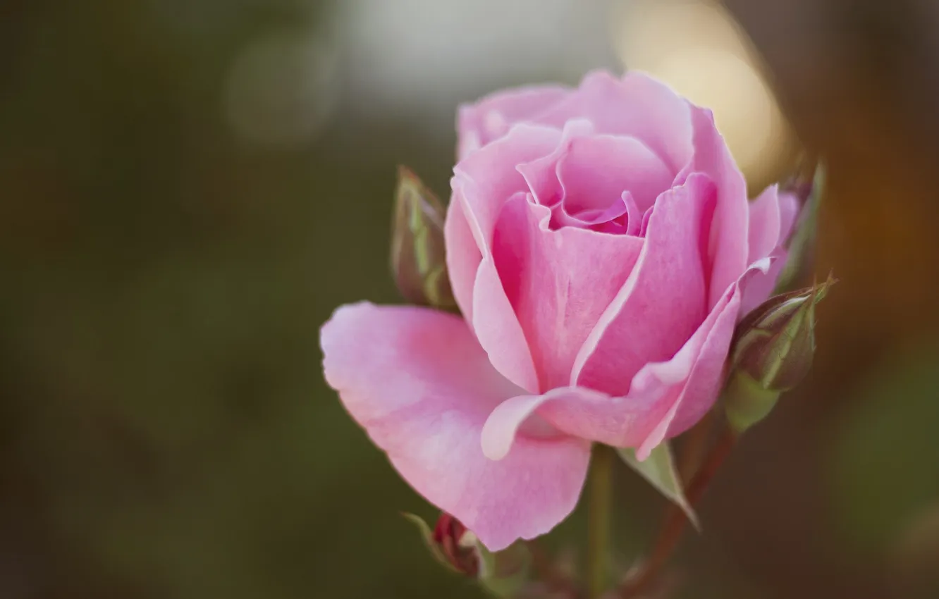 Фото обои роза, лепестки, бутон, розовые
