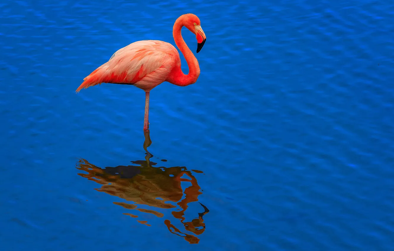 Фото обои вода, отражение, птица, рябь, фламинго