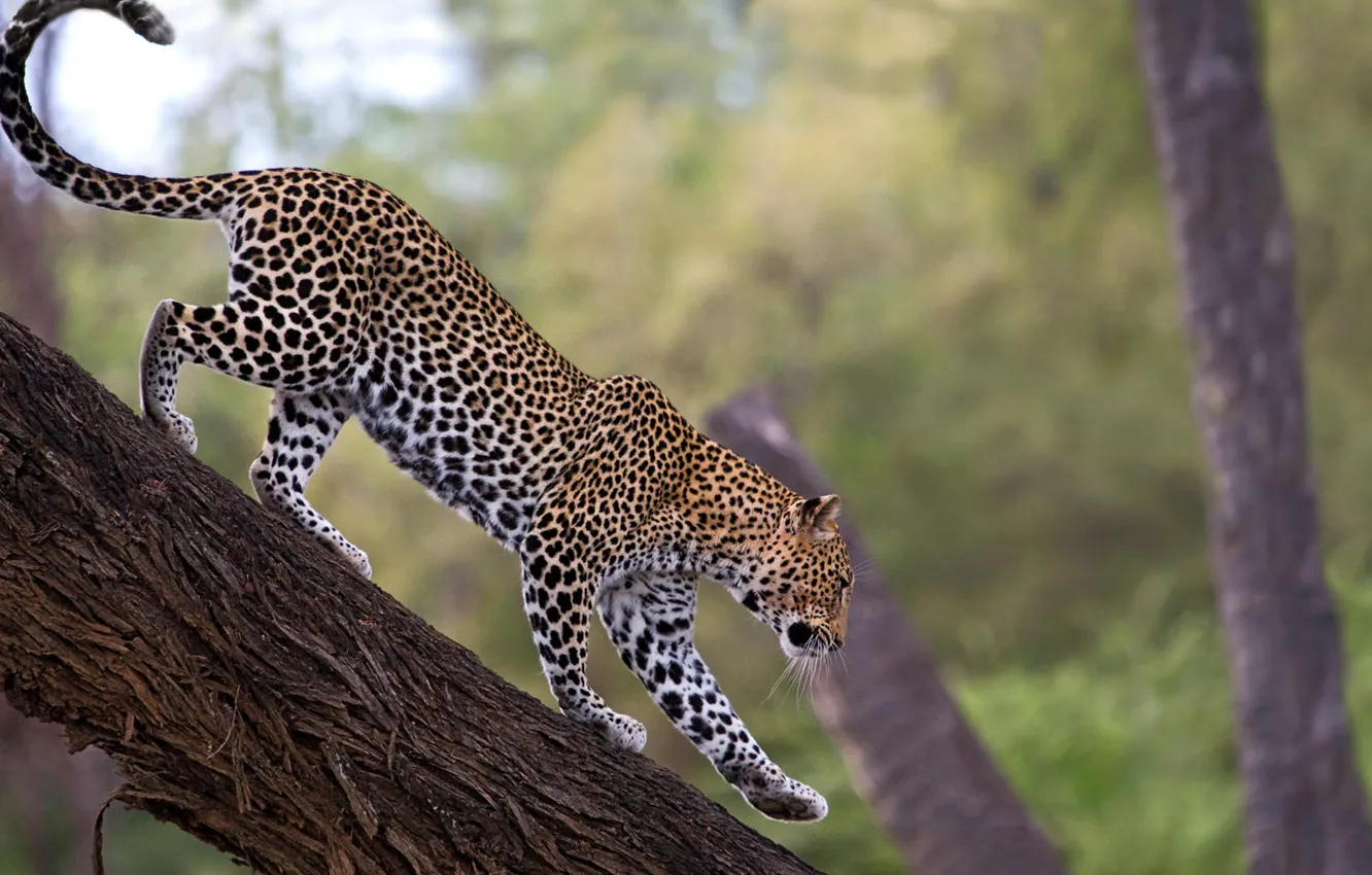 Фото обои дерево, леопард, leopard