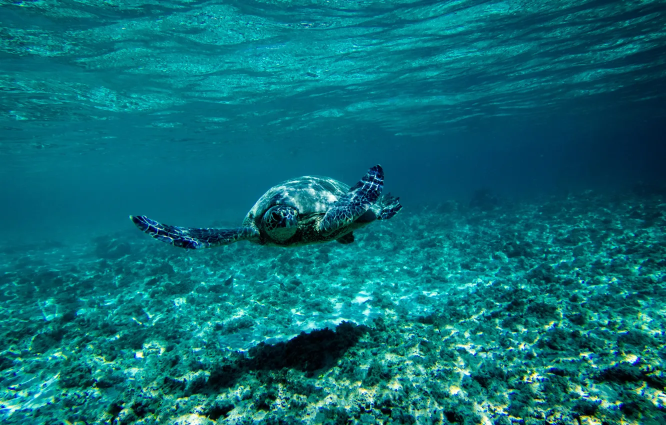 Фото обои море, синева, черепаха, дно, подводный мир, под водой, плывёт