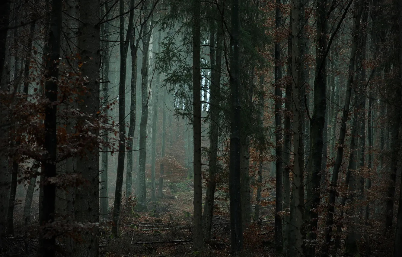 Фото обои лес, деревья, природа