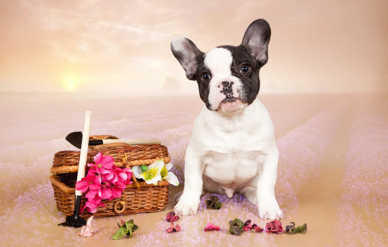 Фото обои цветы, щенок, французский бульдог