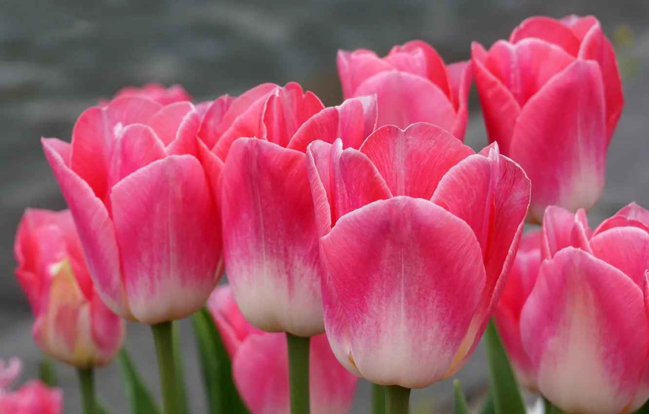 Фото обои макро, тюльпаны, розовые, бутоны