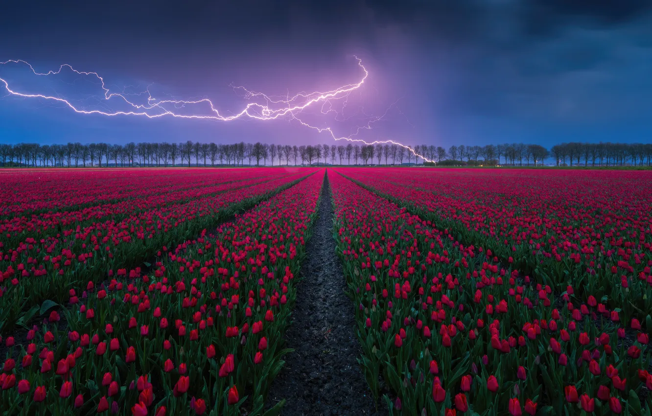 Фото обои field, lightning, tulip