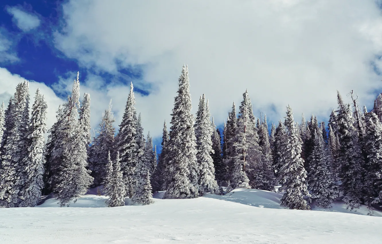 Фото обои зима, небо, облака, снег, природа, елки, ёлки