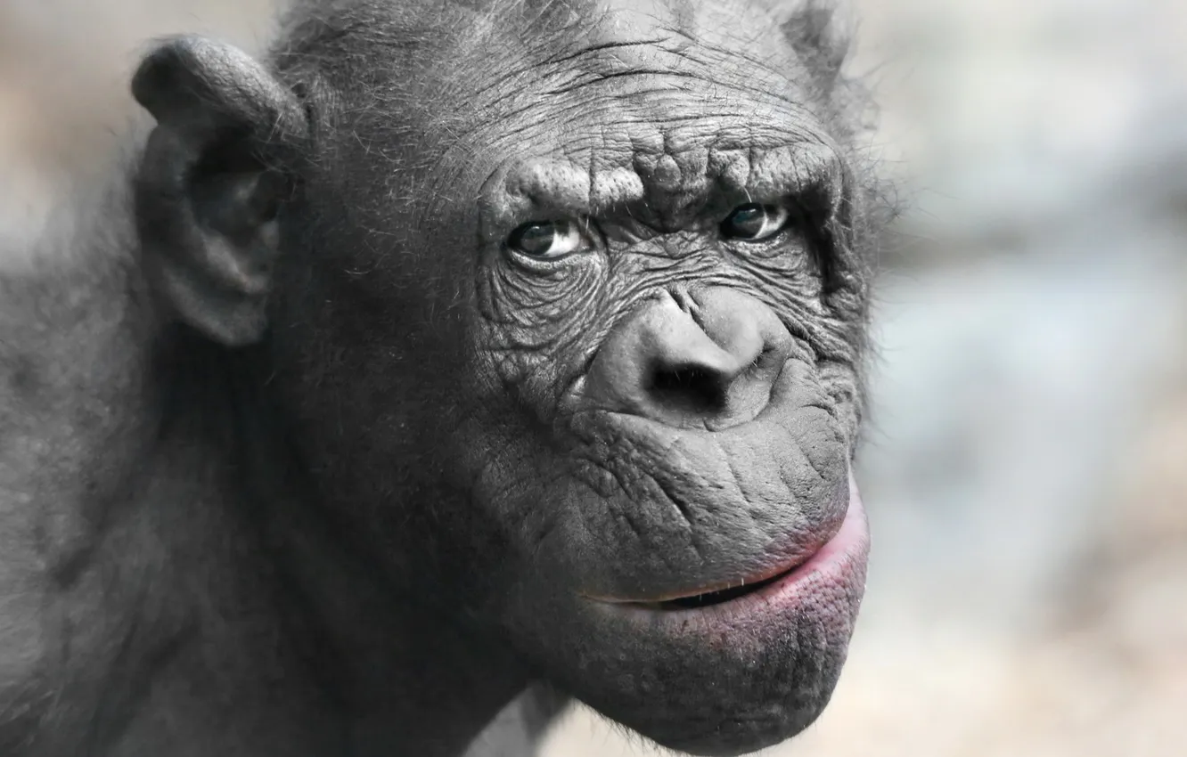 Фото обои animal, pygmy chimpanzee, apes