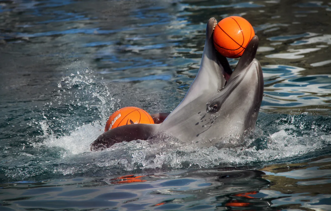 Фото обои дельфин, мяч, шоу