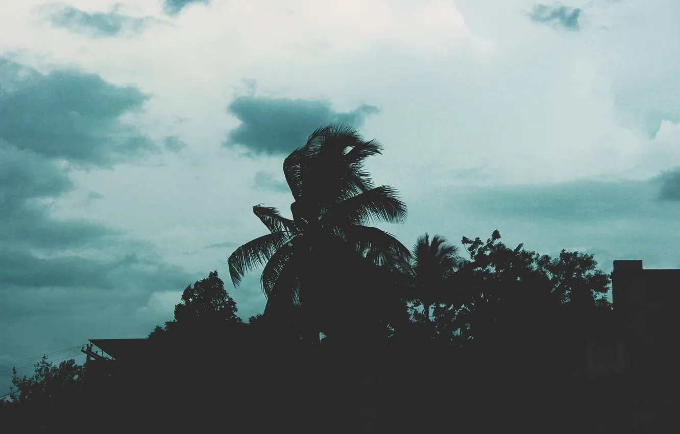 Фото обои небо, облака, деревья, пальма, силуэты
