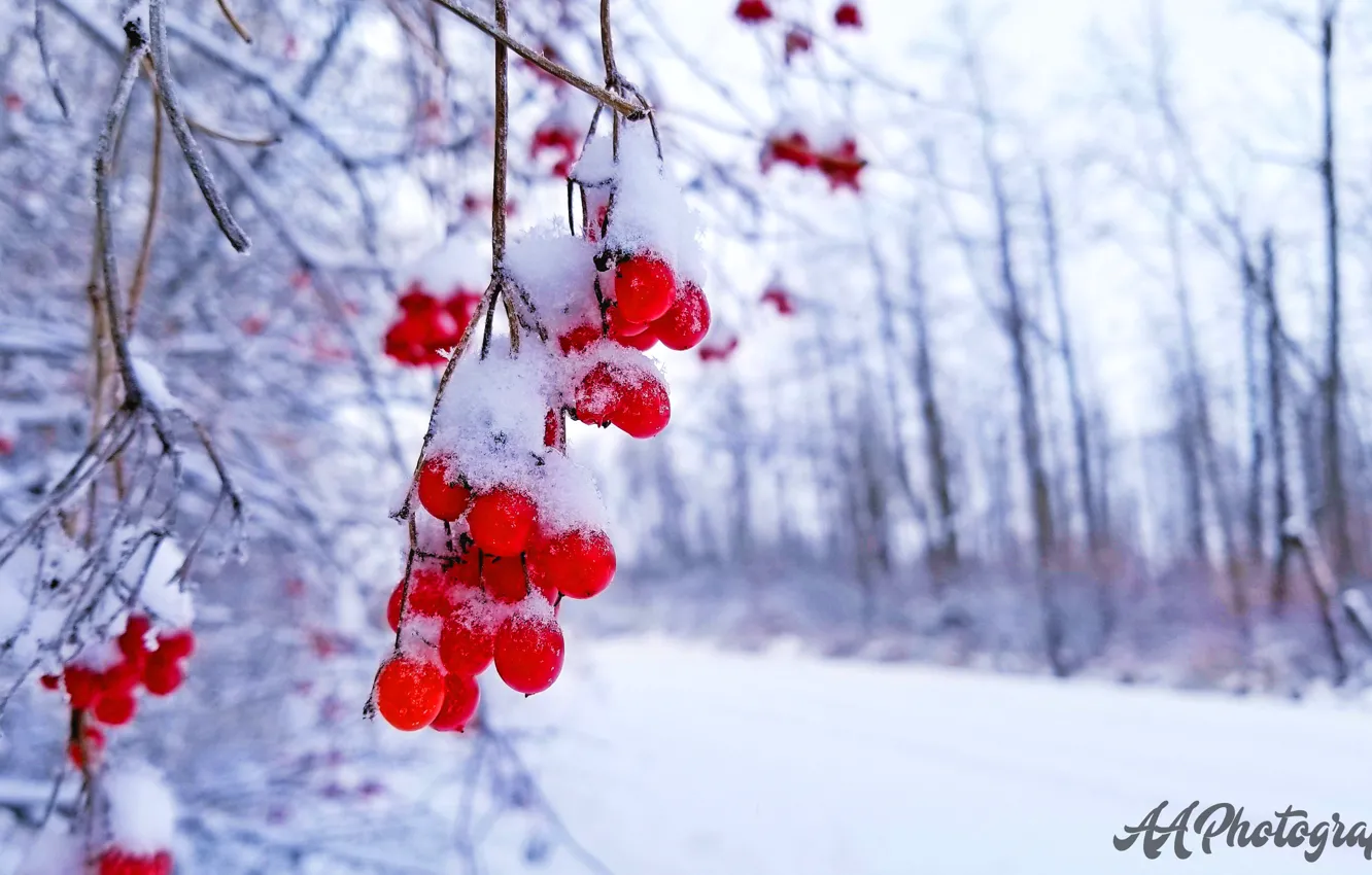Фото обои christmas, holidays, snow, berries, snow flakes