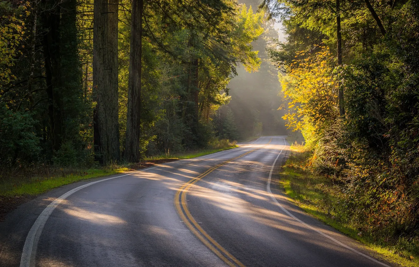 Фото обои дорога, осень, лес, деревья, Калифорния, California, Sonoma County, Bohemian Highway