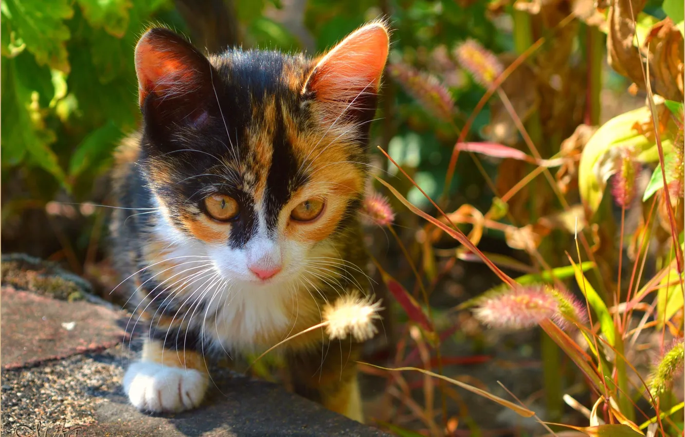 Фото обои Взгляд, Кошка, Cat