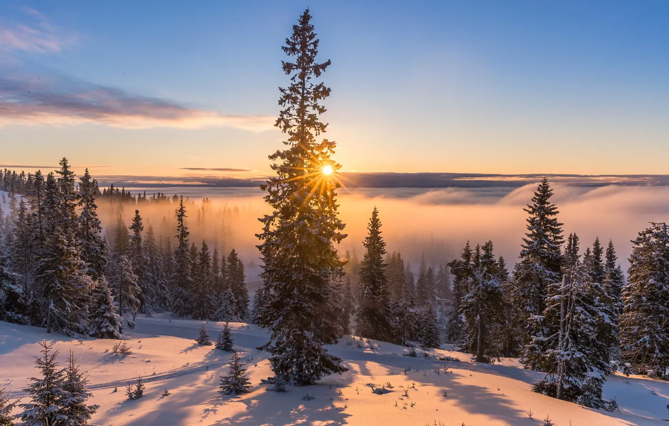 Фото обои зима, дорога, солнце, лучи, снег, деревья, пейзаж, природа