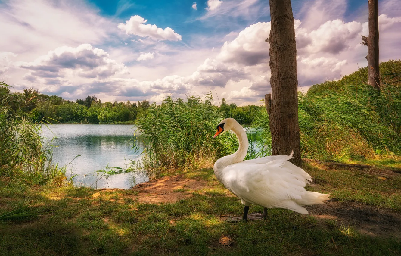 Фото обои облака, озеро, птица, камыш, лебедь