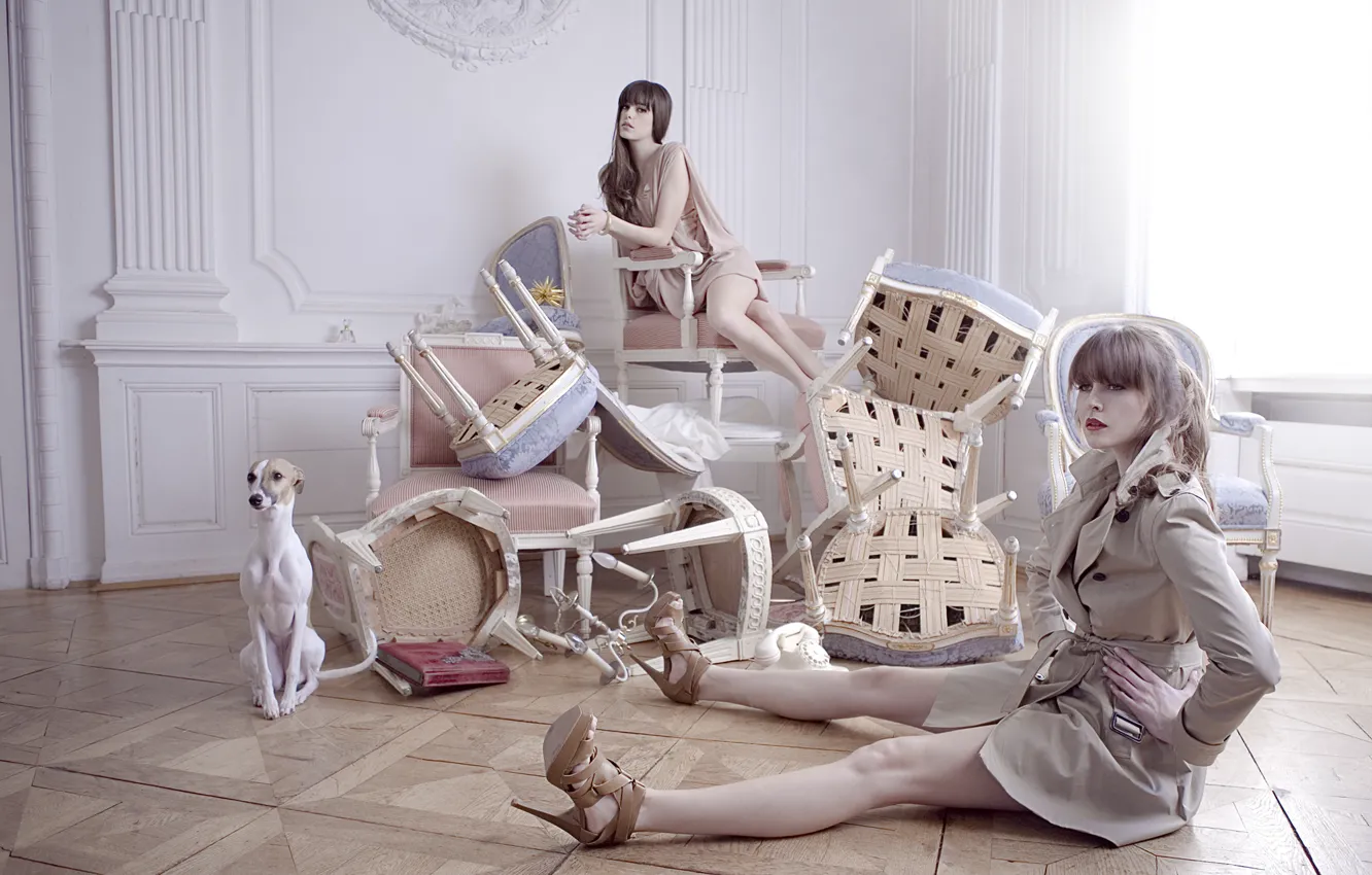 Фото обои девушки, стулья, интерьер, собака, позирование, модели, обстановка