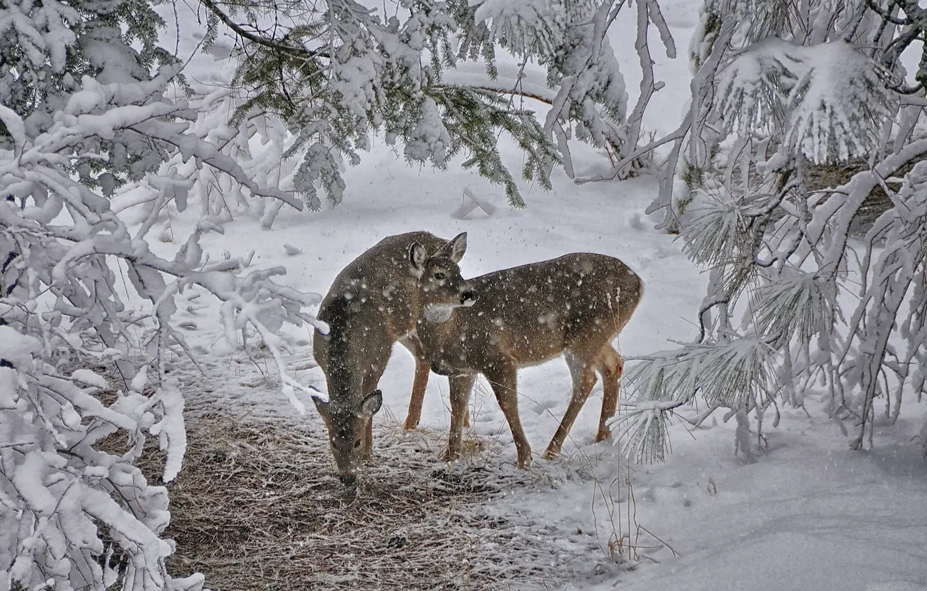 Фото обои зима, снег, олени