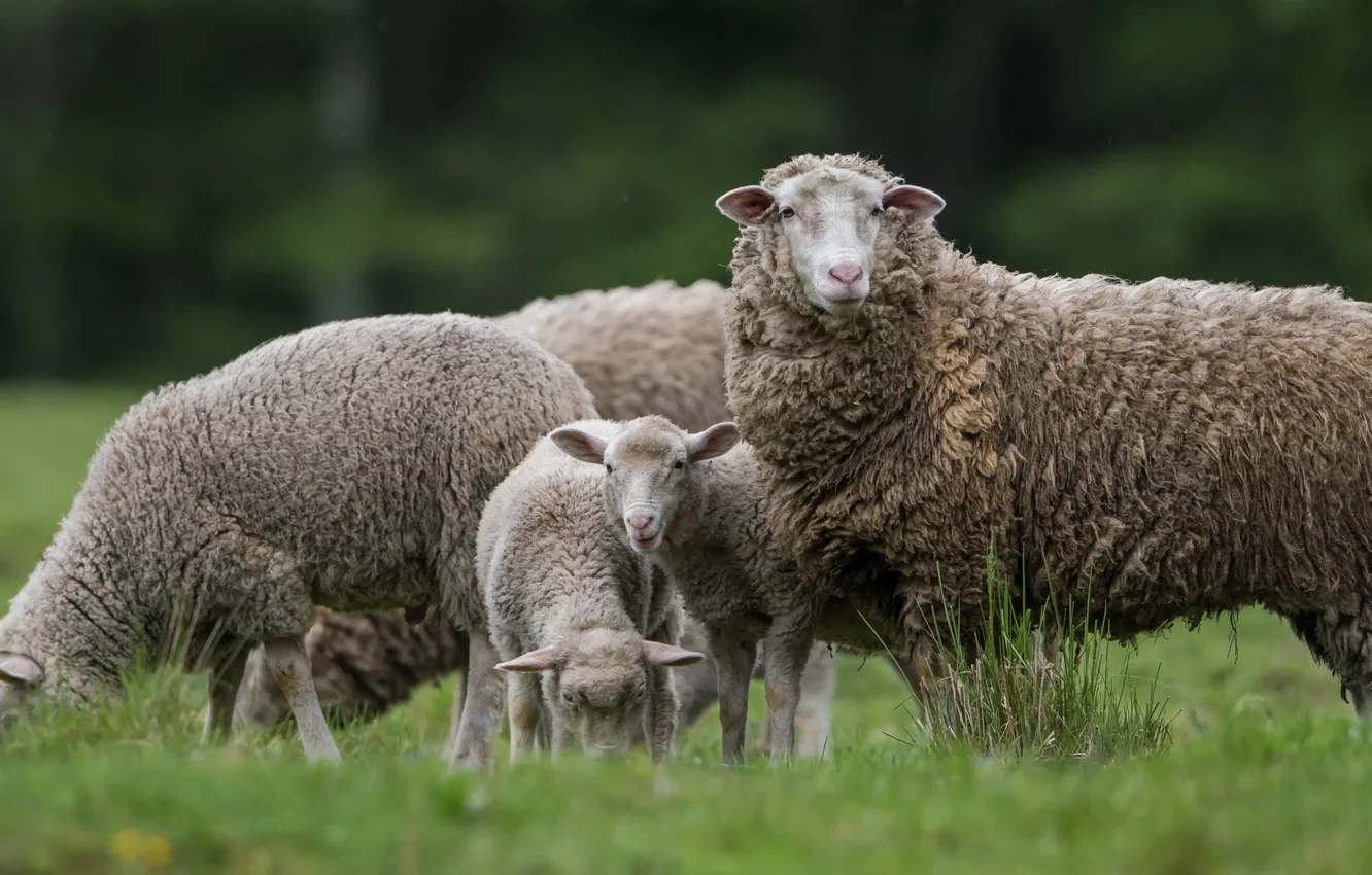 Фото обои трава, овцы, пастбище, овечки, овца, ягнята, пасутся