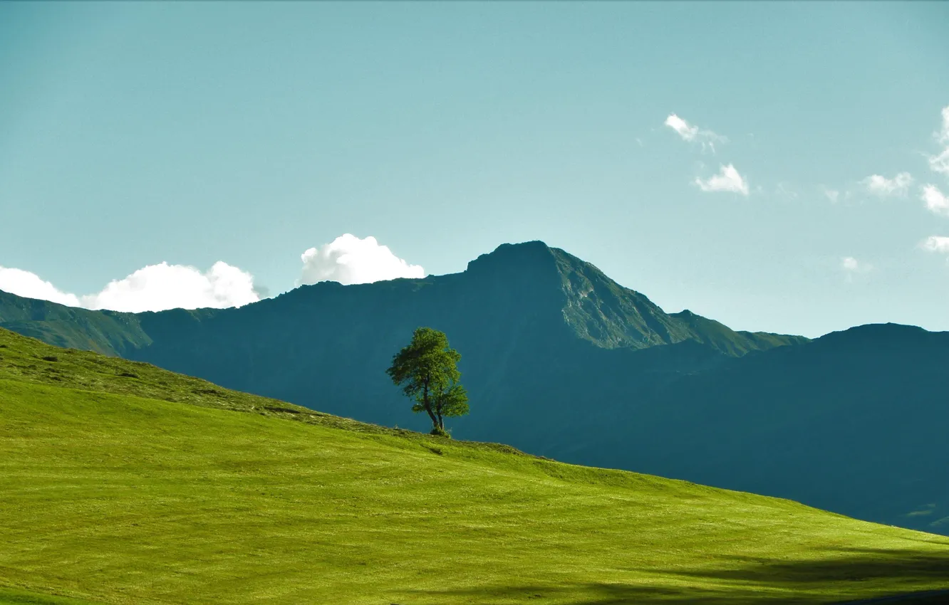 Фото обои трава, пейзаж, горы, дерево