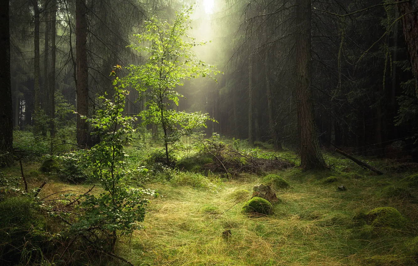 Фото обои лес, природа, роса, утро, дымка