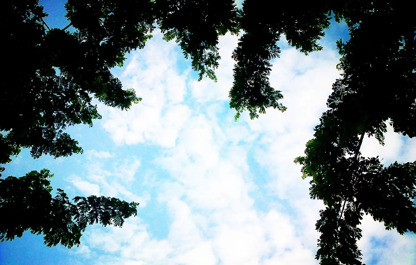 Фото обои Blue, Tree, Cloud
