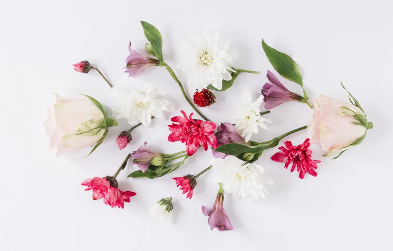 Фото обои цветы, розы, colorful, хризантемы, flowers, roses, composition, floral