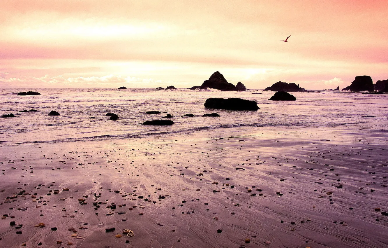 Фото обои волны, камни, берег, чайка