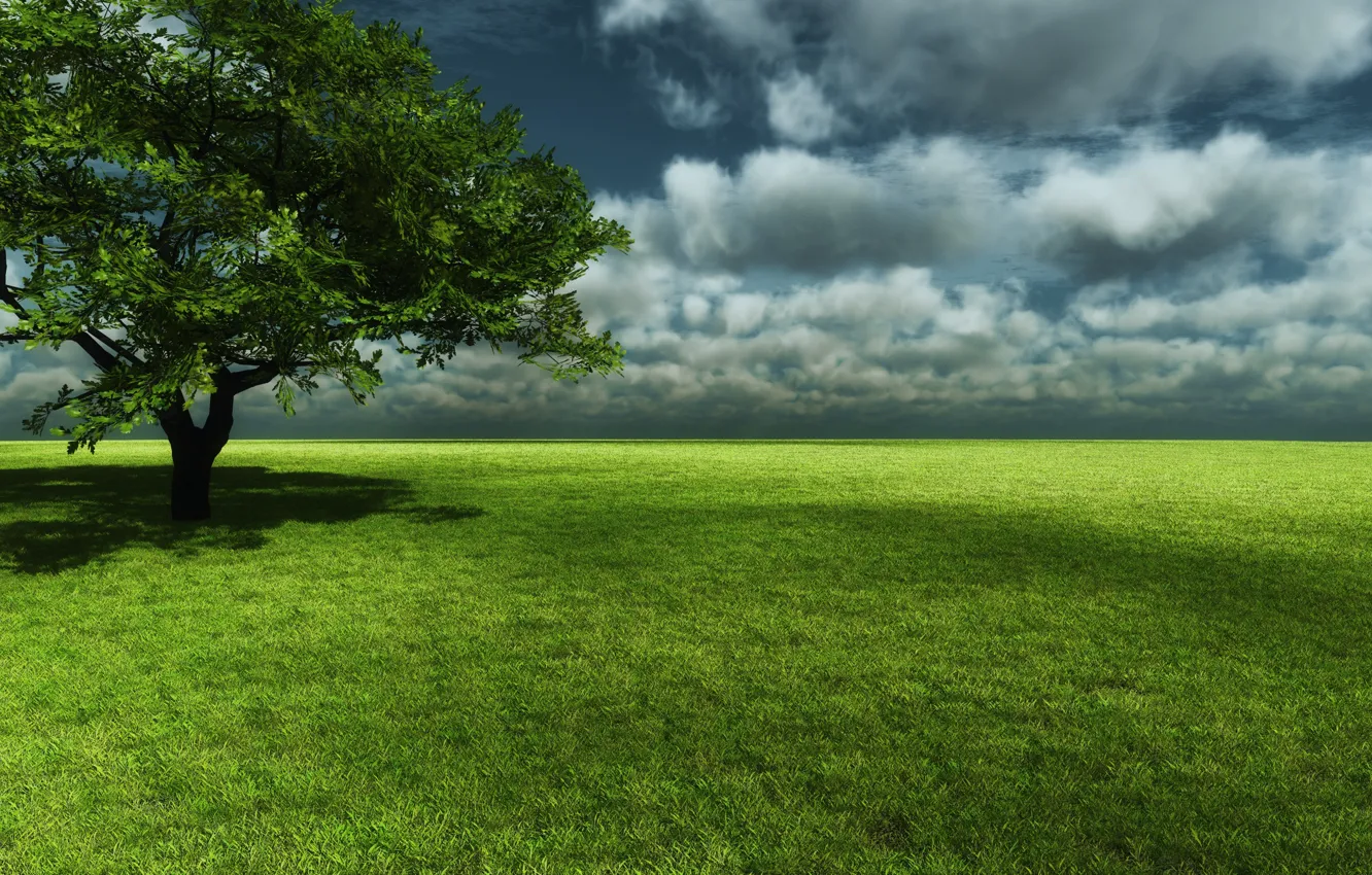 Фото обои поле, небо, трава, дерево