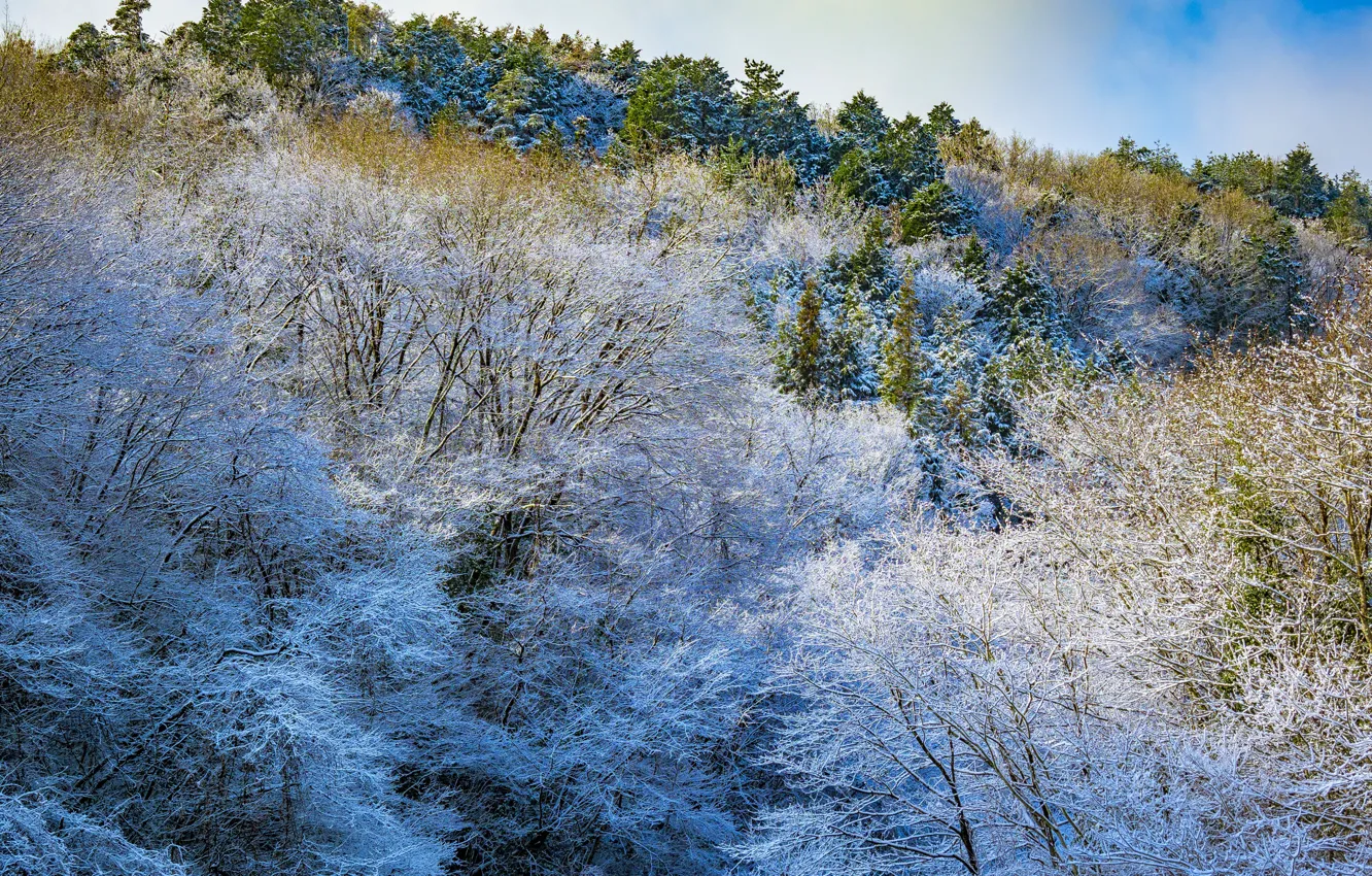 Фото обои зима, иней, снег, деревья, горы, склон