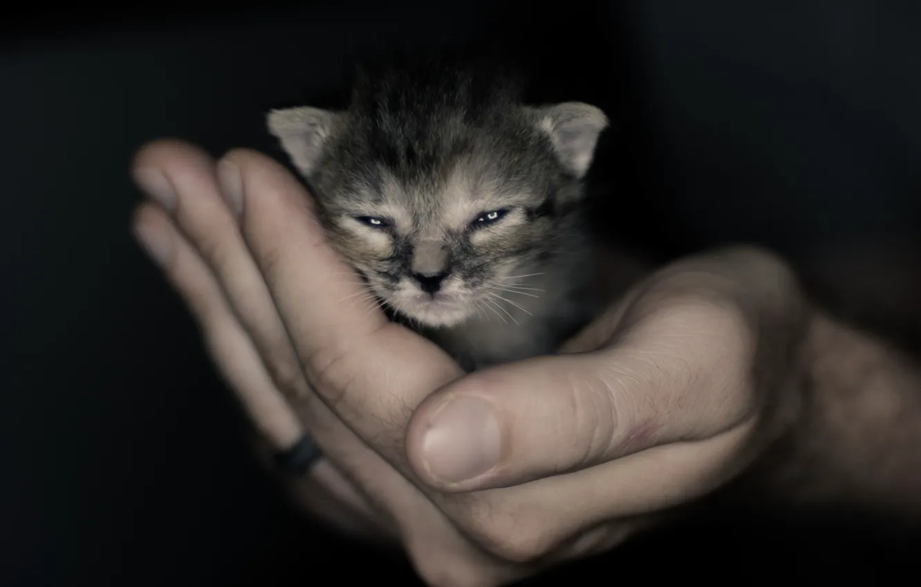 Фото обои рука, малыш, мордочка, котёнок, котэ
