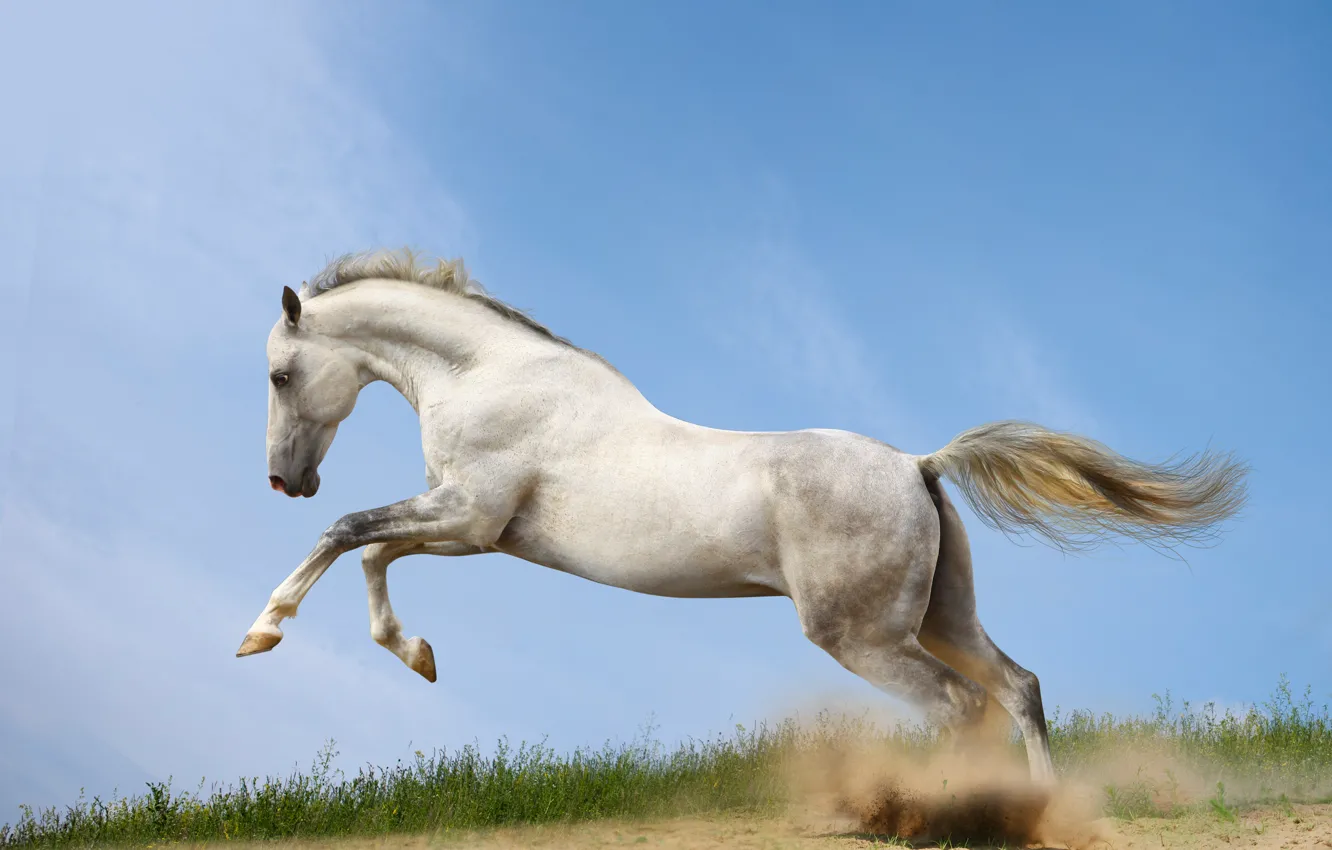 Фото обои конь, лошадь, пыль, бег, бежит