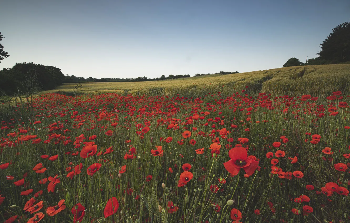 Фото обои цветы, маки, маковое поле