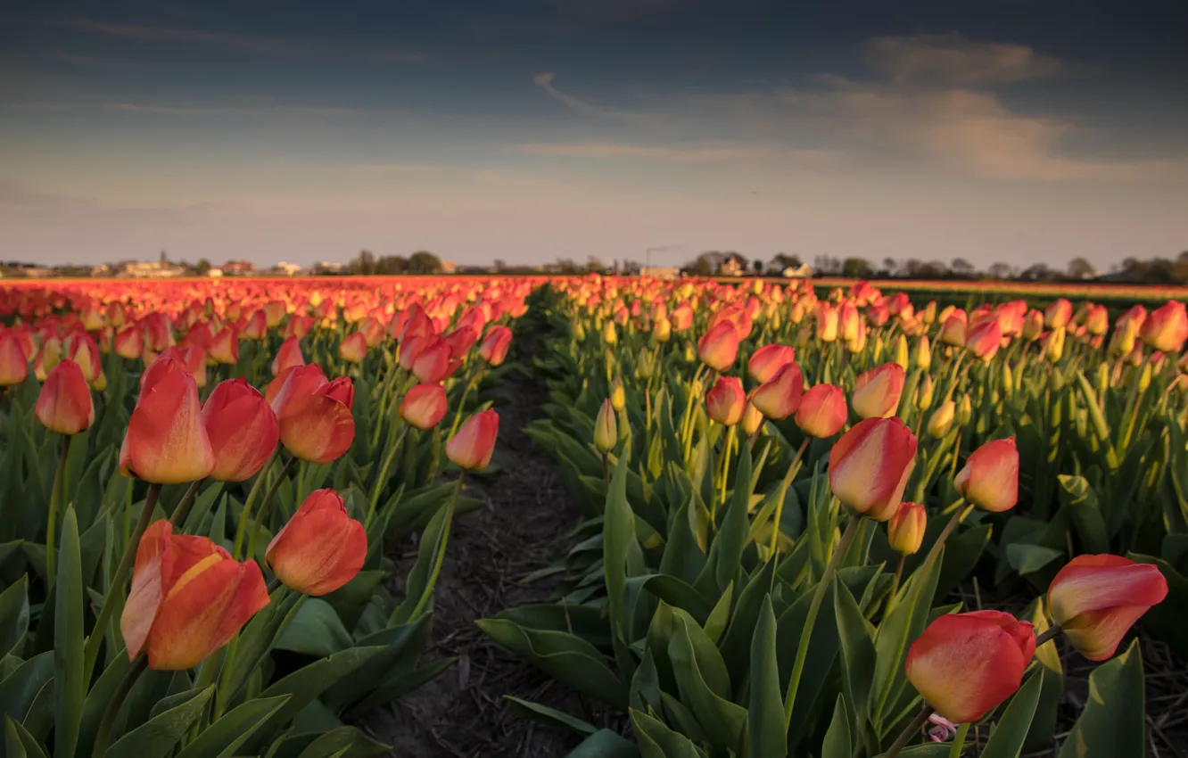 Фото обои поле, цветы, тюльпаны, Нидерланды, плантация
