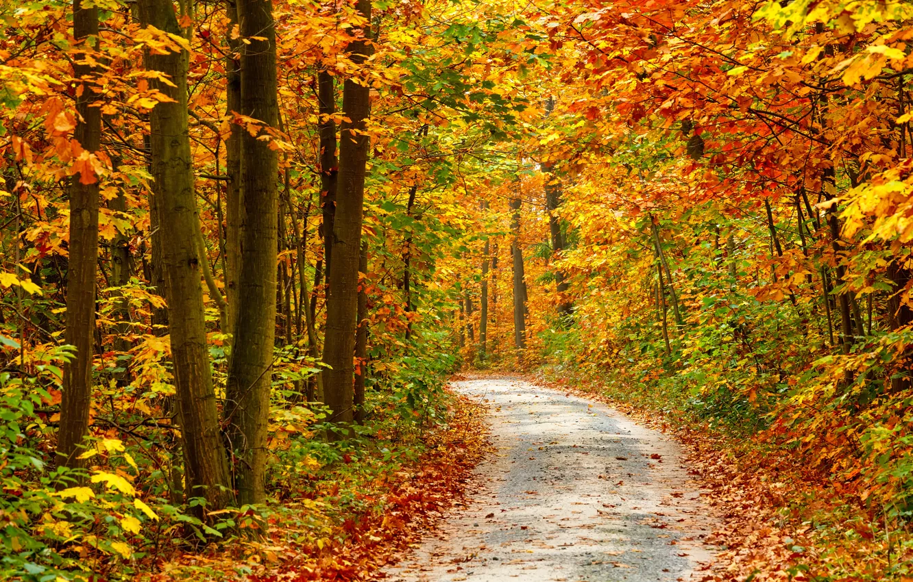 Фото обои дорога, осень, деревья, природа, road, trees, nature, время года