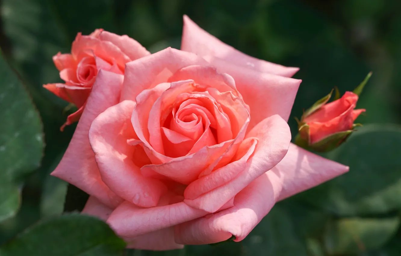Фото обои макро, крупный план, розовая, роза, лепестки, бутоны