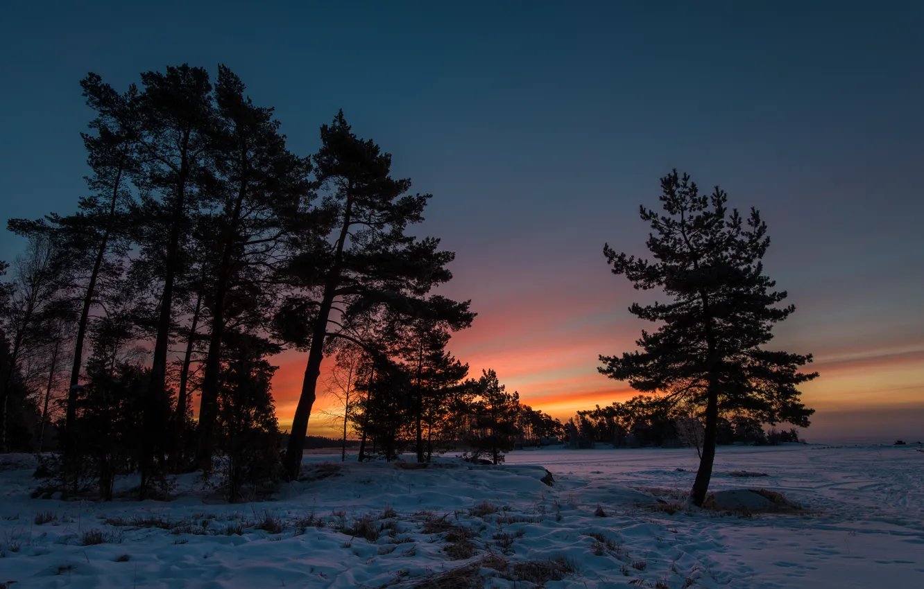 Фото обои зима, снег, деревья, закат, сумерки