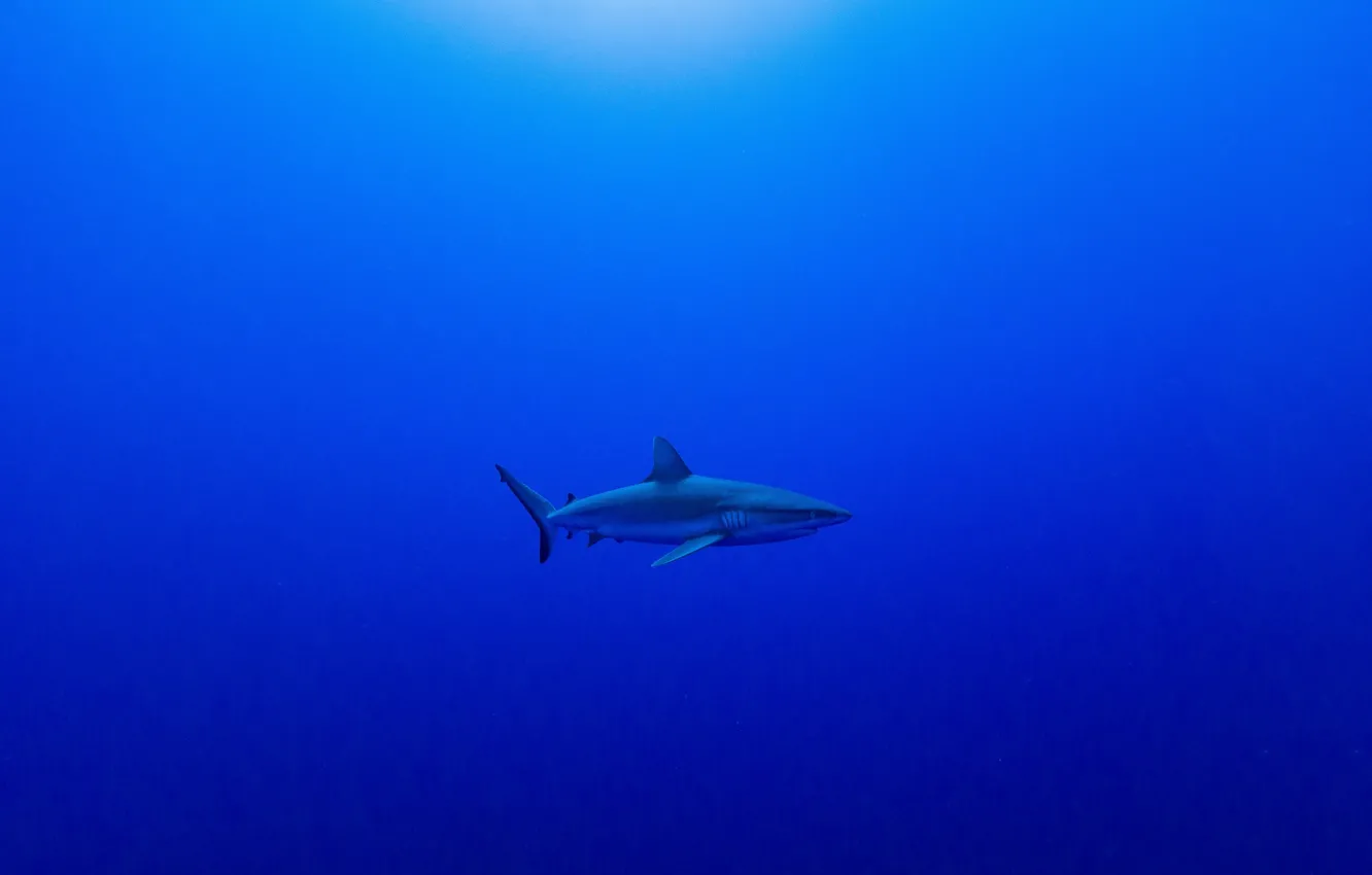 Фото обои акула, бездна, shark, abyss, Serge Melesan