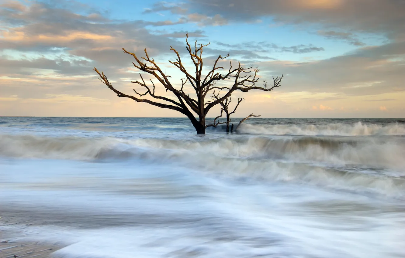 Фото обои море, пейзаж, дерево
