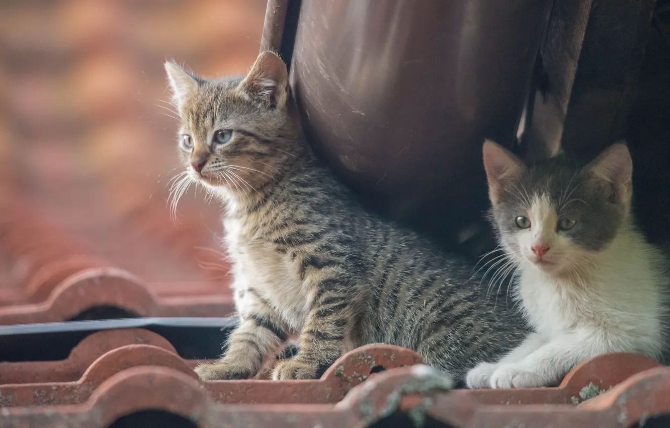 Фото обои котята, малыши, парочка
