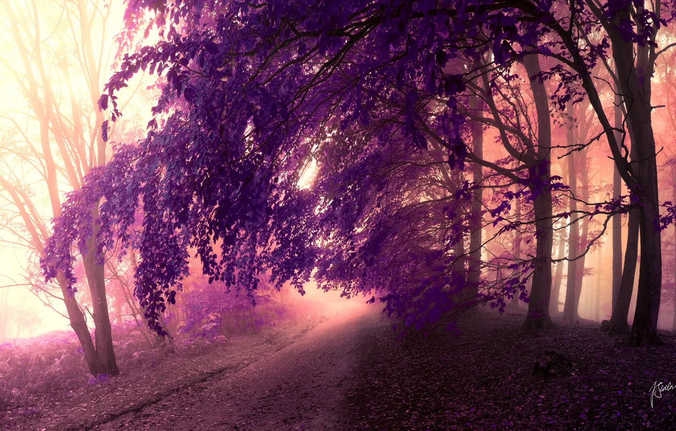 Фото обои дорога, лес, фиолетовый, листья, деревья, кроны