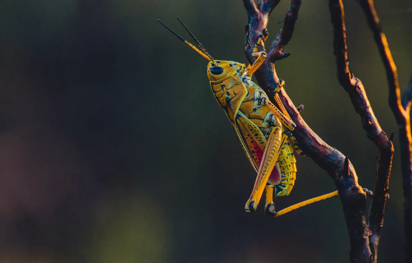 Фото обои close-up, yellow, macro, bokeh, branch, insect, grasshopper