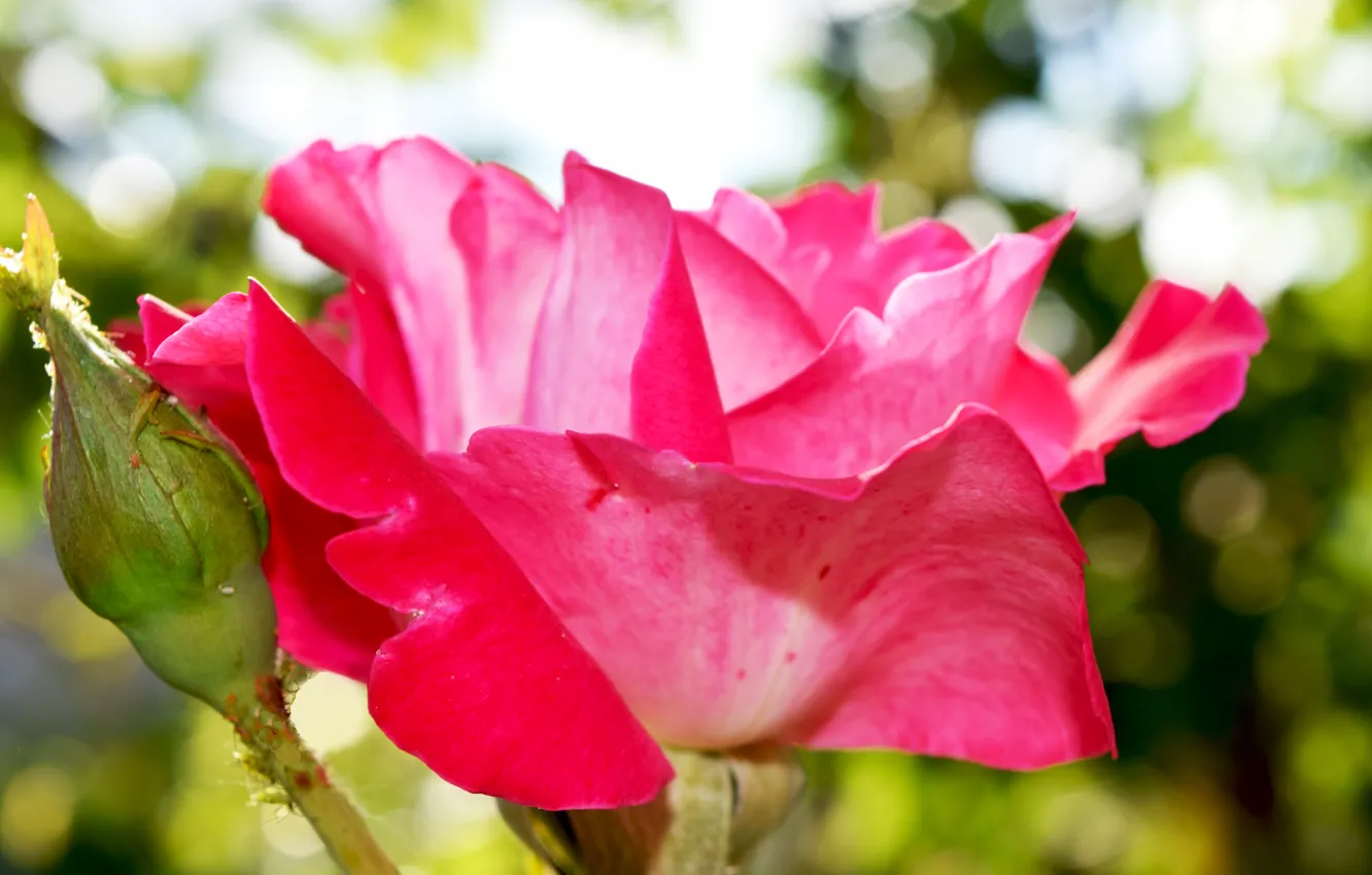 Фото обои Роза, Розовая, широкоформатные, солнечная