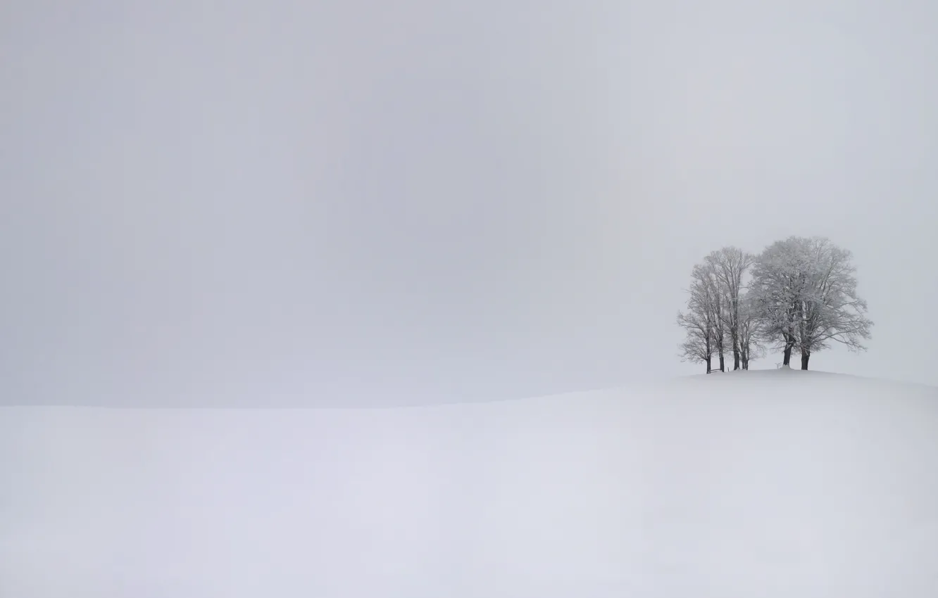 Фото обои зима, снег, деревья, буря, storm, trees, winter, snow