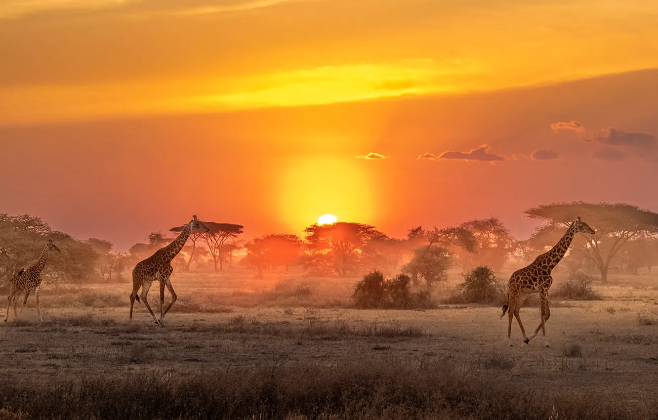 Фото обои Солнце, жирафы, саванна, Африка, sun, Africa, savannah, giraffes