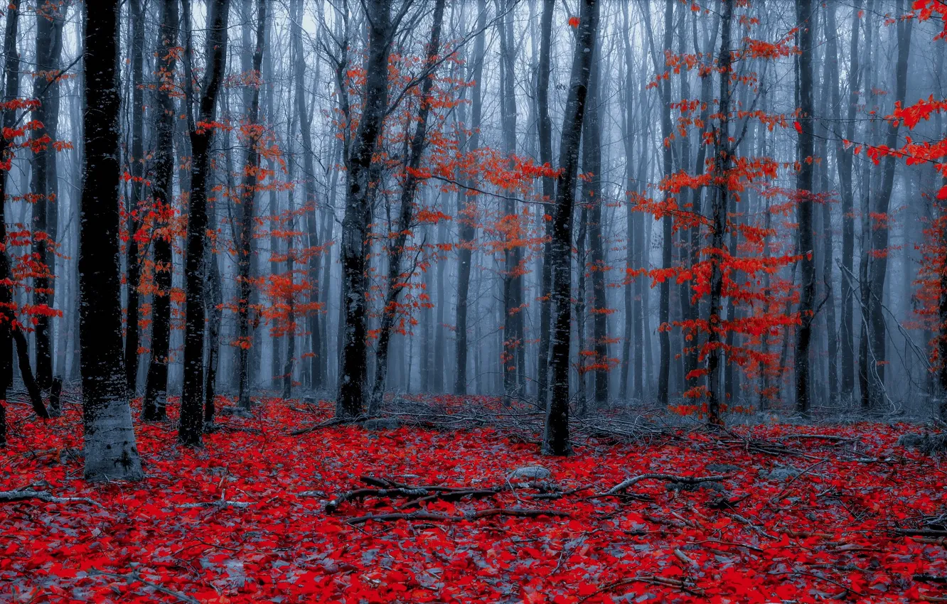 Фото обои осень, лес, природа, цвет