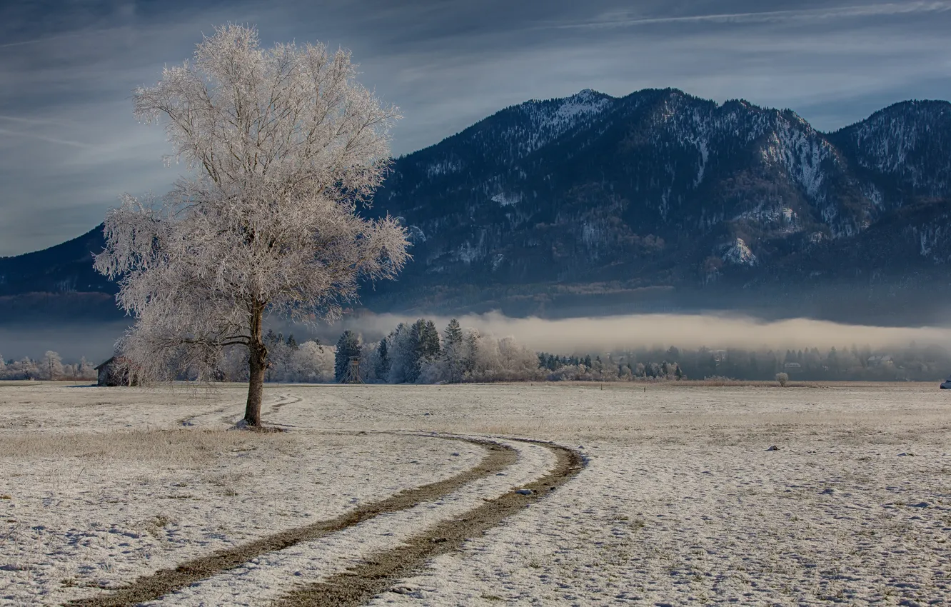 Фото обои зима, горы, дерево, Германия, Бавария, Germany, Bavaria