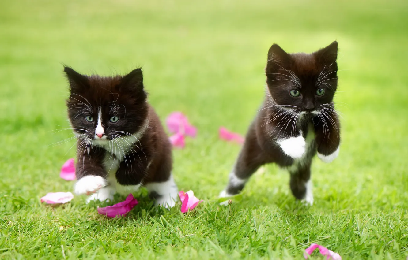 Фото обои трава, игра, лепестки, котята, малыши, парочка, два котёнка