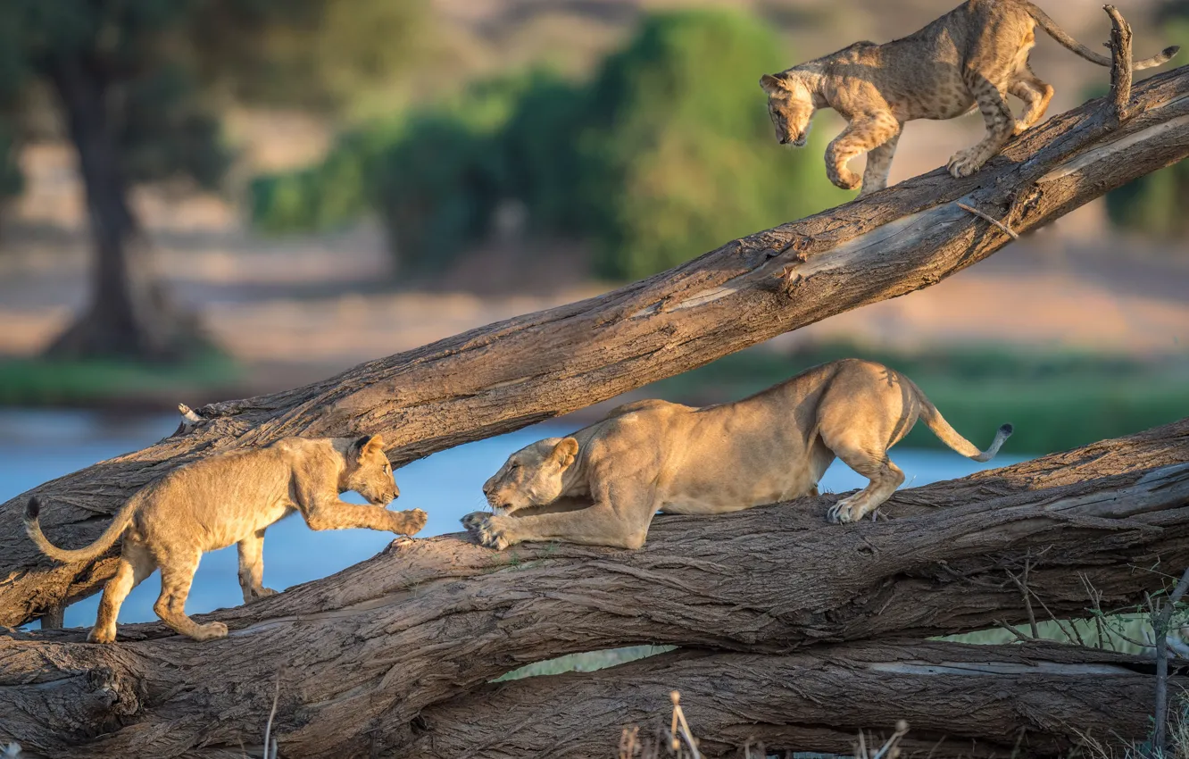 Фото обои львы, львята, львица, Кения