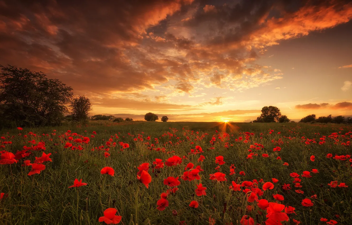 Фото обои field, sunset, flowers, sundown, poppies